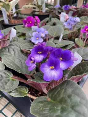 African Violets - Assorted Colors