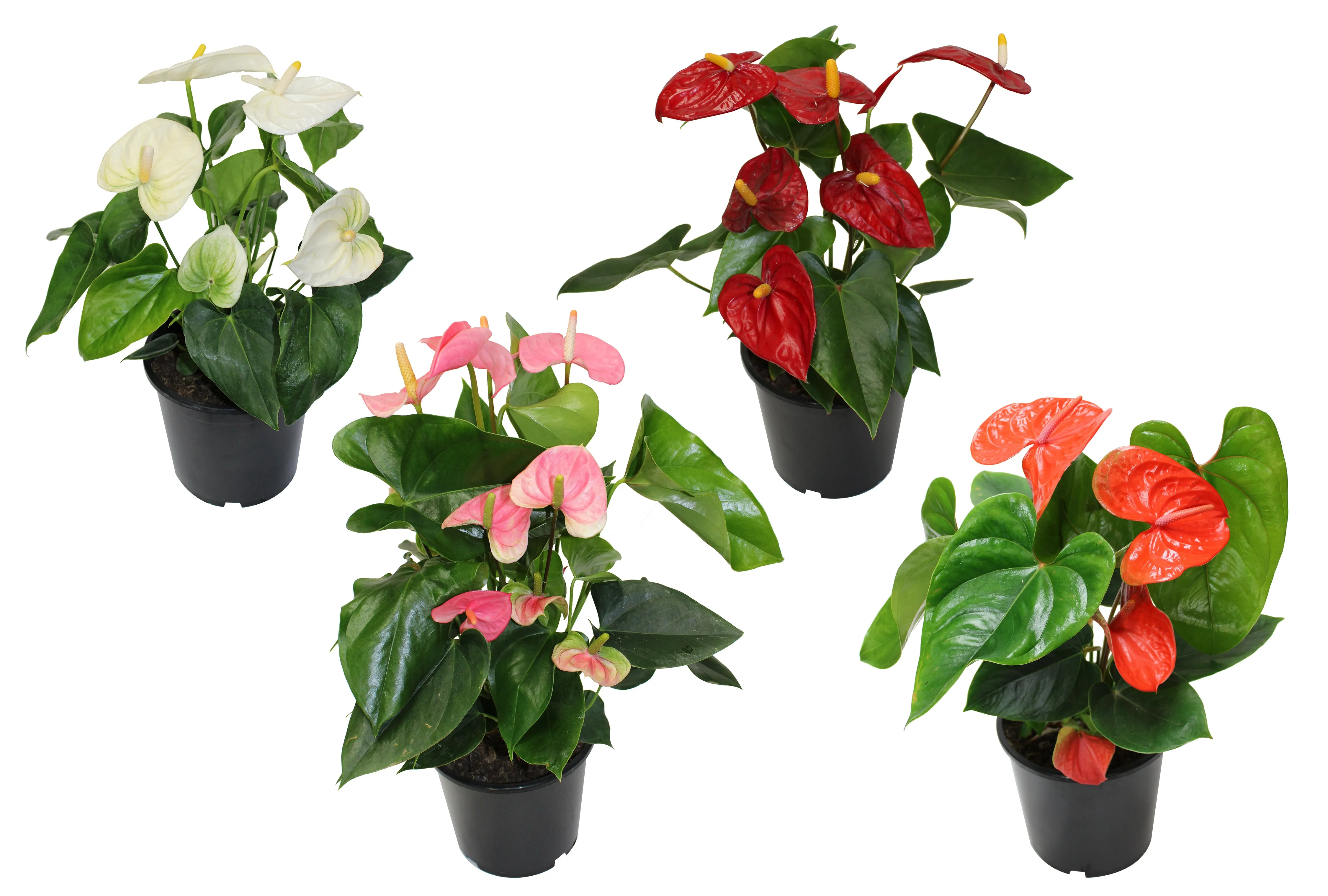 Anthurium Plant - Assorted Colors