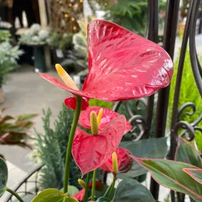 Anthurium Plant - Assorted Colors