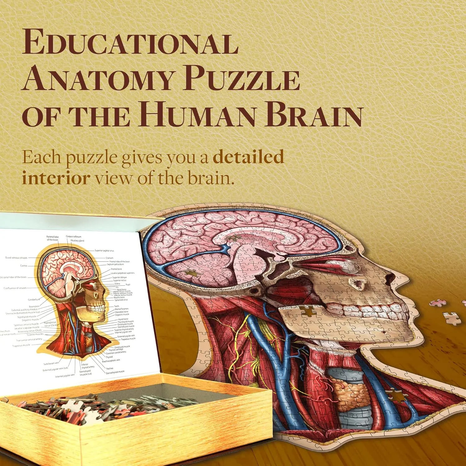 Human Head Anatomy Jigsaw Puzzle | Dr Livingston's Unique Shaped Science Puzzles, Accurate Medical Illustrations of the Body, Organs, Brain, Skull