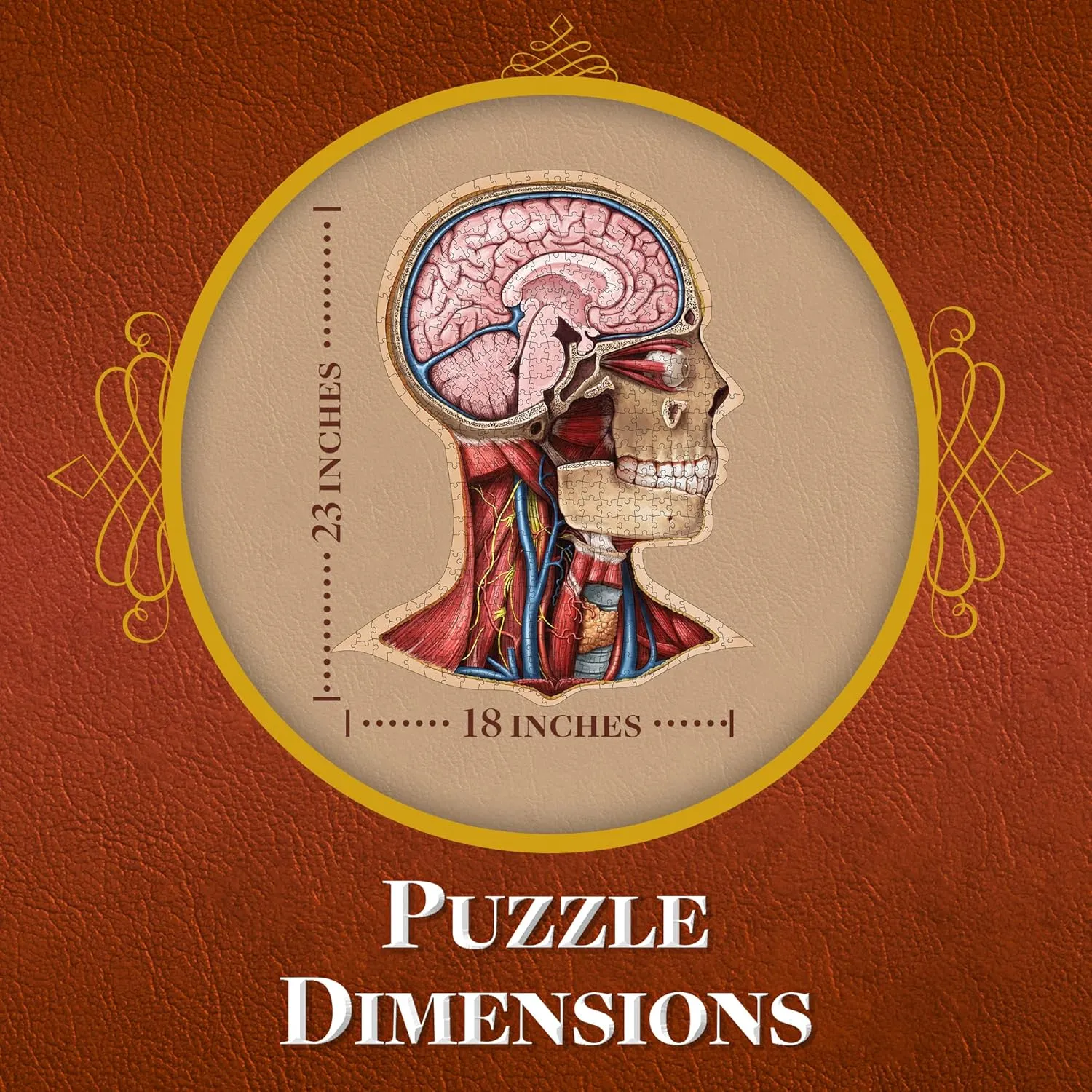 Human Head Anatomy Jigsaw Puzzle | Dr Livingston's Unique Shaped Science Puzzles, Accurate Medical Illustrations of the Body, Organs, Brain, Skull