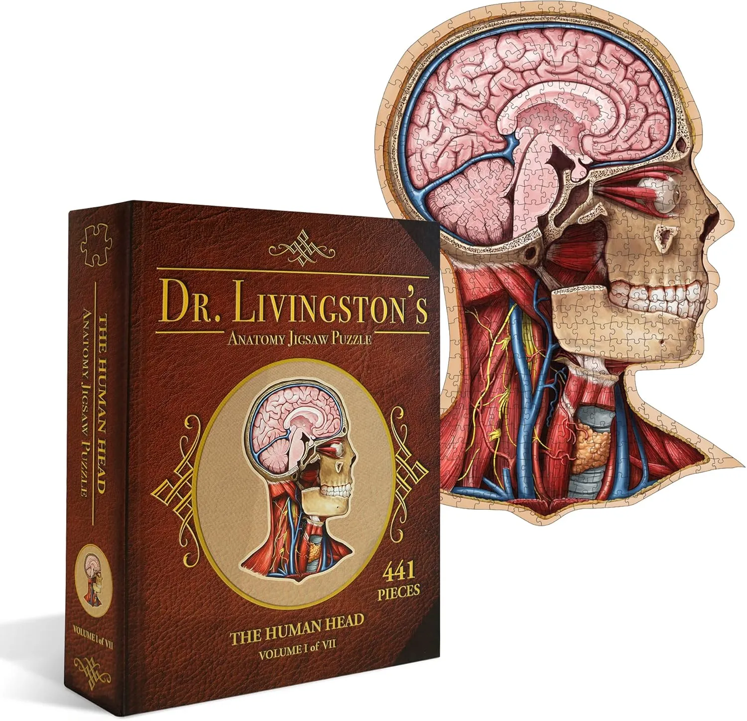 Human Head Anatomy Jigsaw Puzzle | Dr Livingston's Unique Shaped Science Puzzles, Accurate Medical Illustrations of the Body, Organs, Brain, Skull