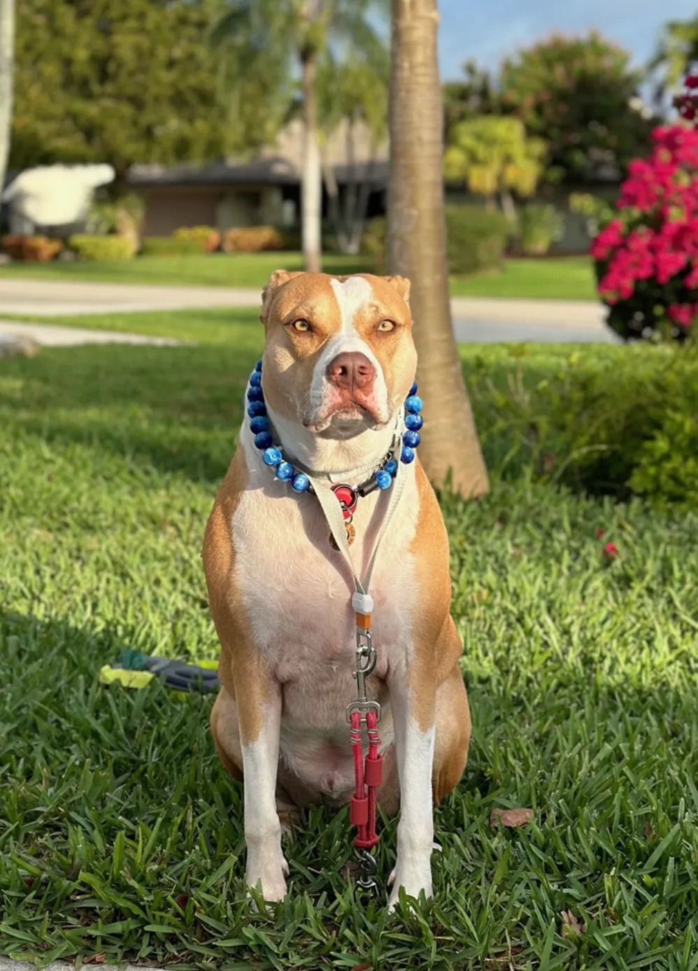 Nebula Blue Resin Bead Collar