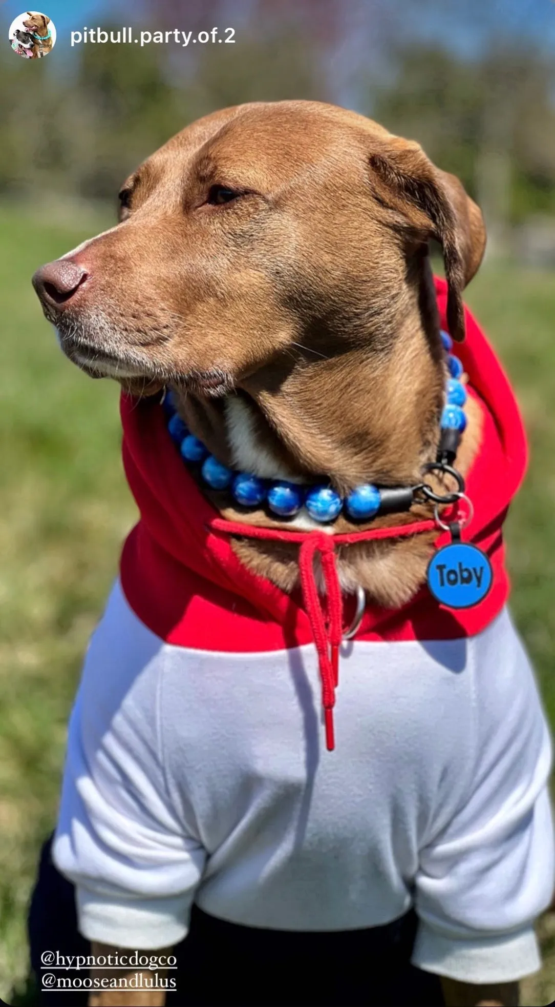 Nebula Blue Resin Bead Collar