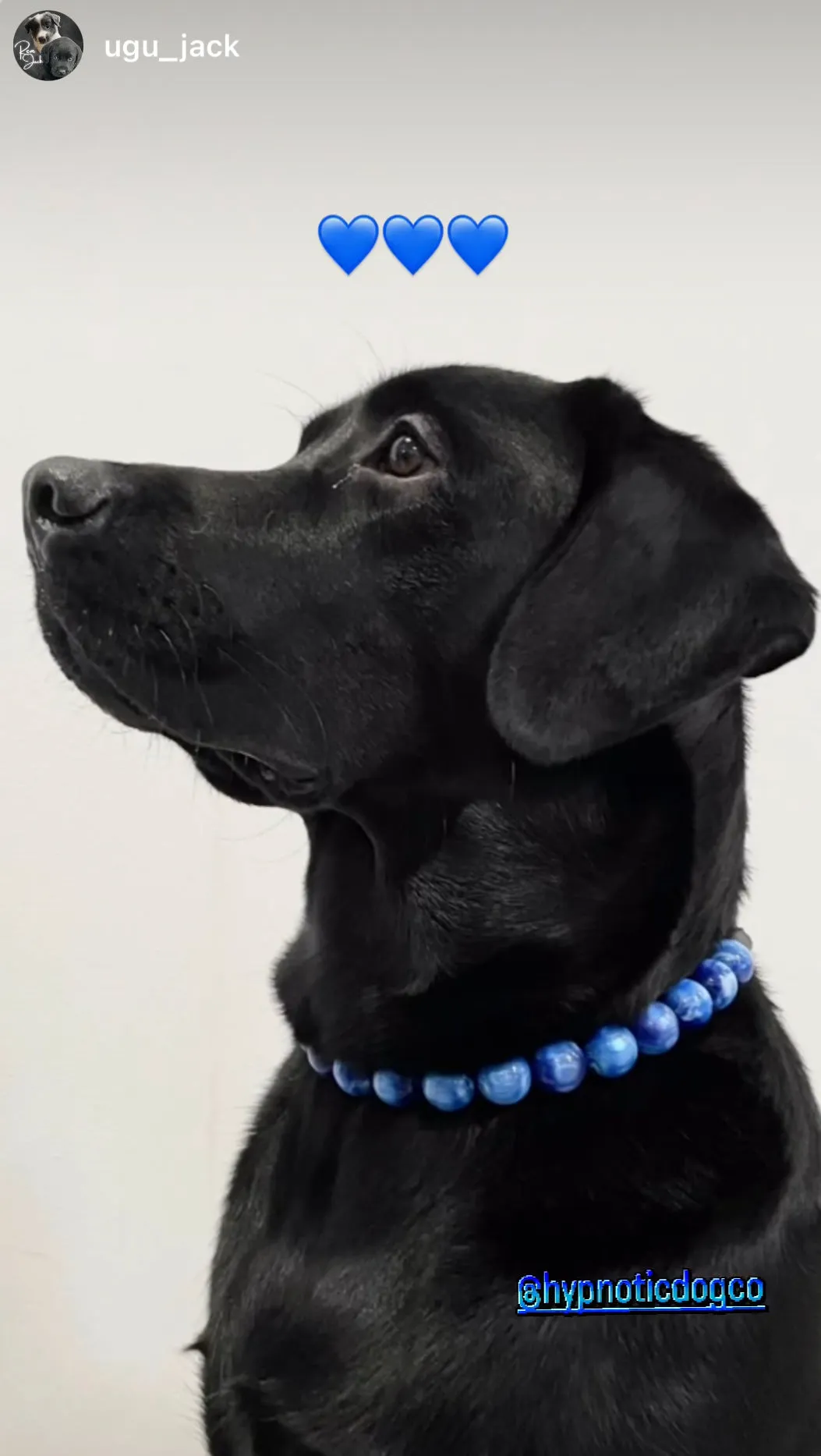 Nebula Blue Resin Bead Collar