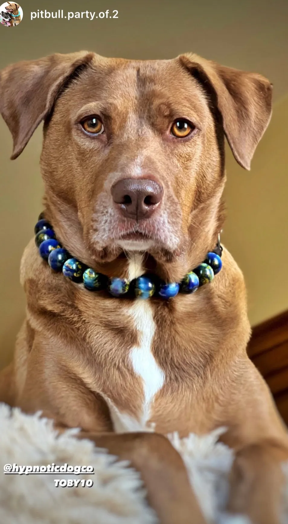 Starry Night Resin Bead Collar