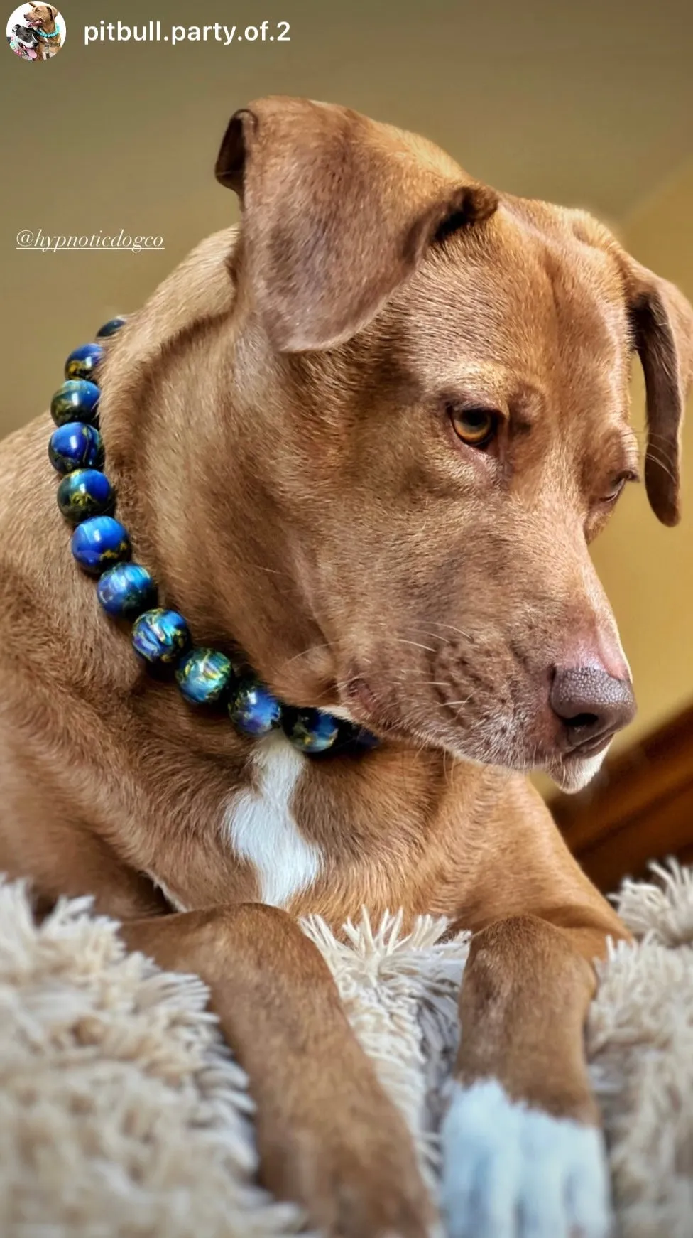 Starry Night Resin Bead Collar